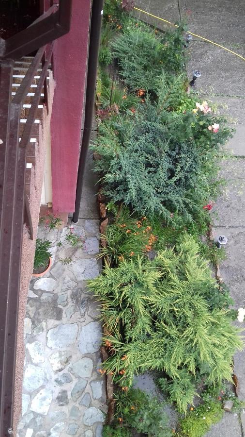 Hotel Passiflora Voineasa Zewnętrze zdjęcie